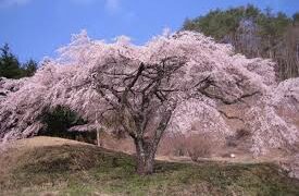 コースの景色（朝焼け、桜、紅葉）